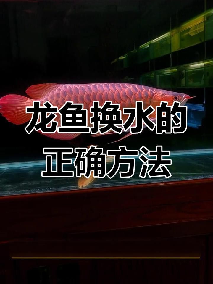龍魚加鹽后多久需要換水？