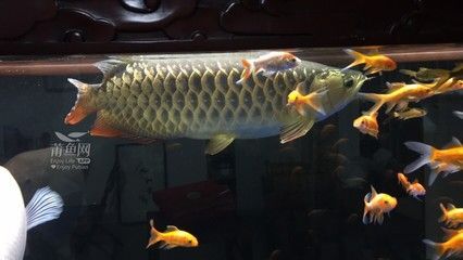 大金龍魚好養嗎（養殖金龍魚困難嗎？）