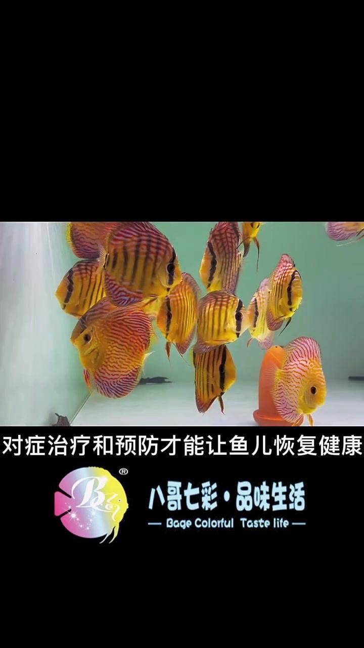 如何判斷魚外傷是否感染？