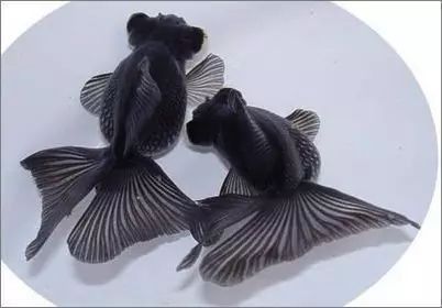 如何判斷魚外傷是否感染？