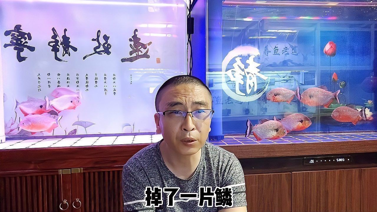 如何判斷魚外傷是否感染？