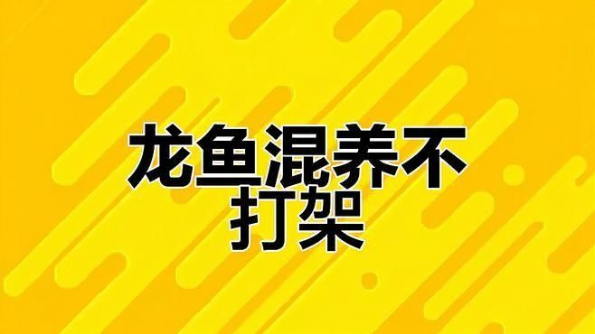 龍魚打架后如何護理