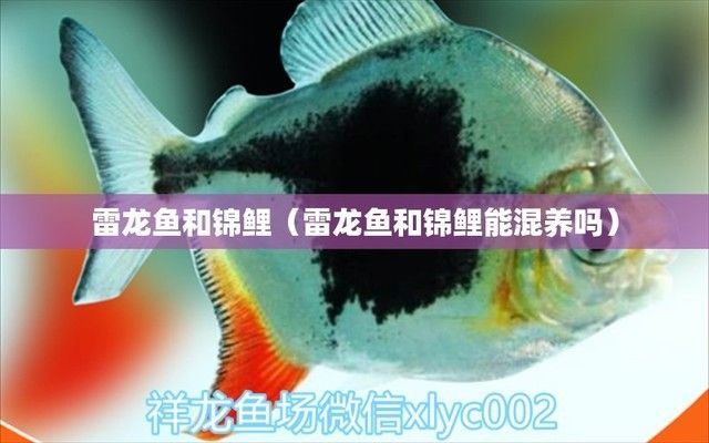 龍魚和雷龍魚混養(yǎng)溫度多少度：龍魚和雷龍魚混養(yǎng)時的水溫應控制在24-30℃之間