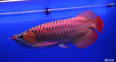 紅龍魚下鰭折斷了怎么辦【紅龍魚下鰭折斷后的護理要點】