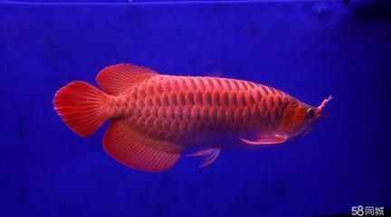 紅龍魚下鰭折斷了怎么辦【紅龍魚下鰭折斷后的護理要點】
