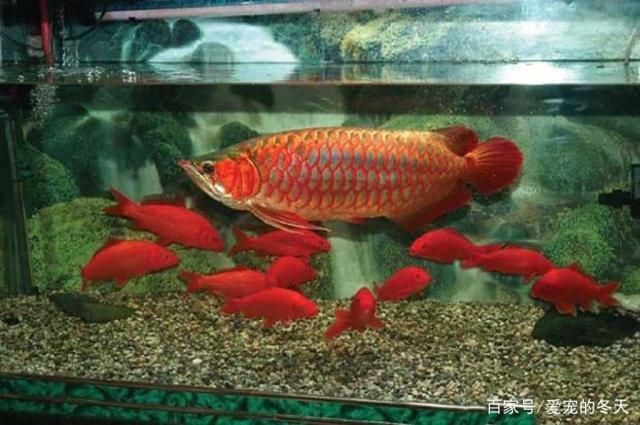 購買龍魚（購買龍魚的幾種途徑）