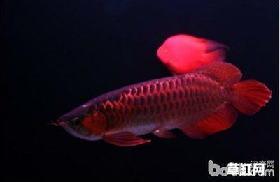 紅色金龍魚價格多少錢一只啊：紅色金龍魚價格多少錢一條