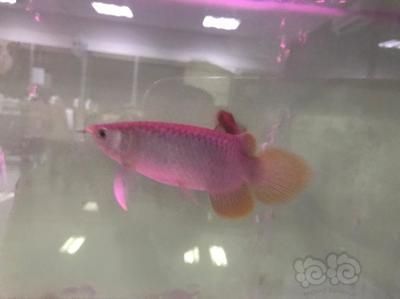 龍魚鑒定，如何挑選優質龍魚，龍魚飼養常見誤區，龍魚健康狀態自檢方法