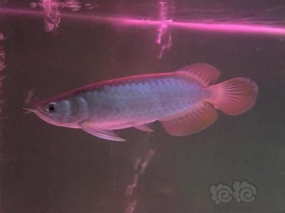 龍魚鑒定，如何挑選優質龍魚，龍魚飼養常見誤區，龍魚健康狀態自檢方法