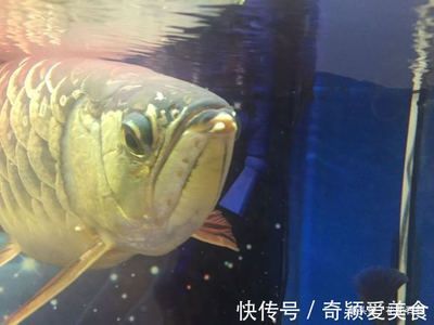 金龍魚孵化小魚會(huì)吃掉它們嗎？：金龍魚在孵化小魚時(shí)會(huì)吃掉它們嗎？