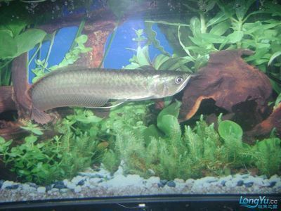 龍魚哪里的品種最好看：金龍魚、紅龍魚、白龍魚、金龍魚、紅龍魚、白龍魚、紅龍魚、青龍魚、金龍魚的區(qū)別