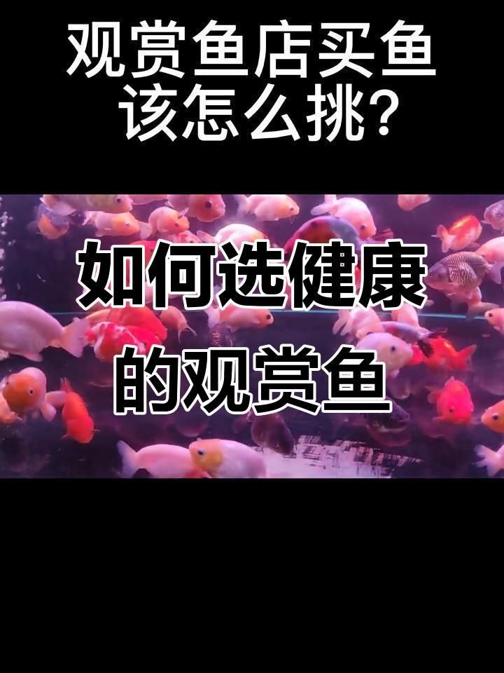 觀賞魚市場購買技巧