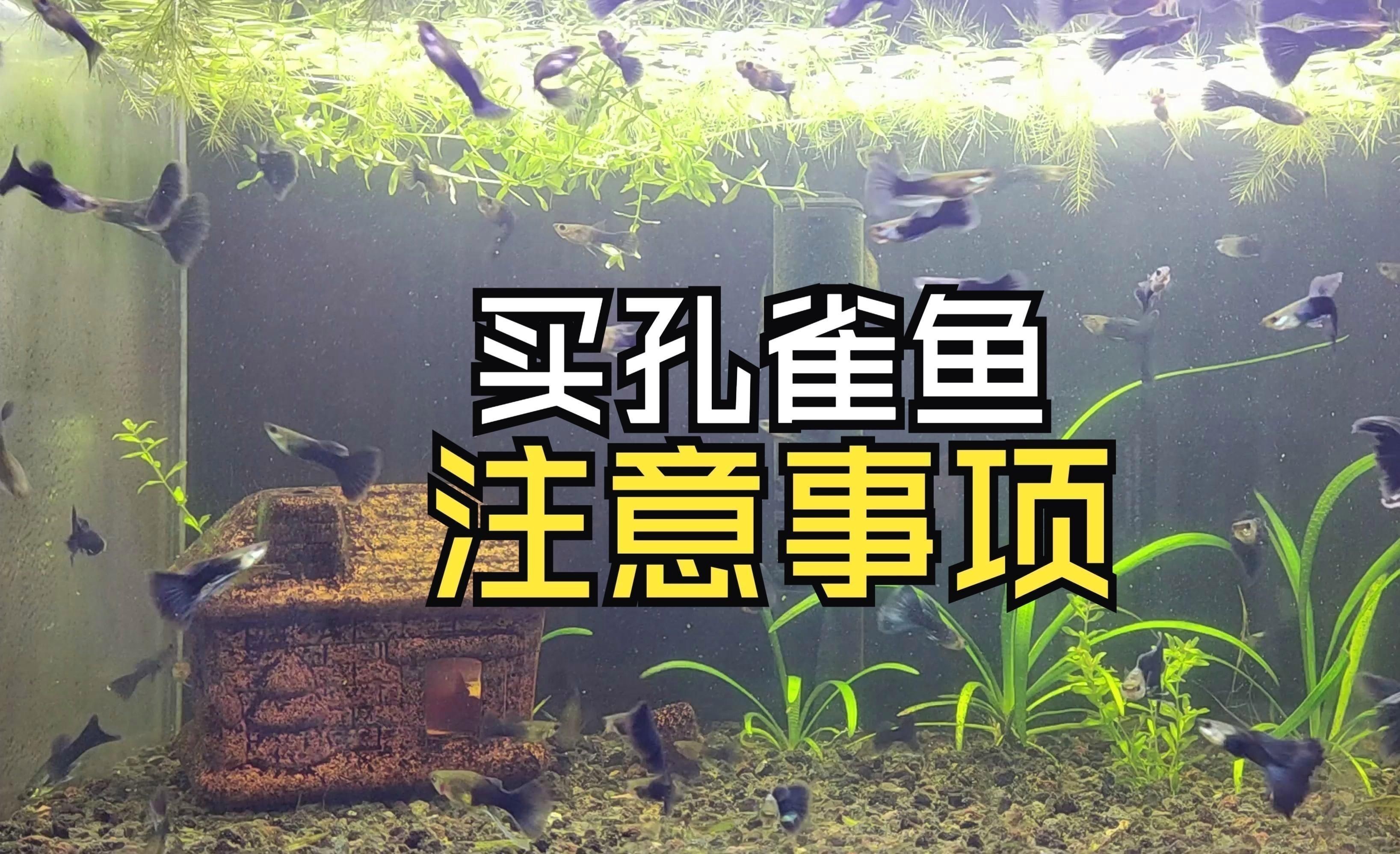 觀賞魚市場購買技巧
