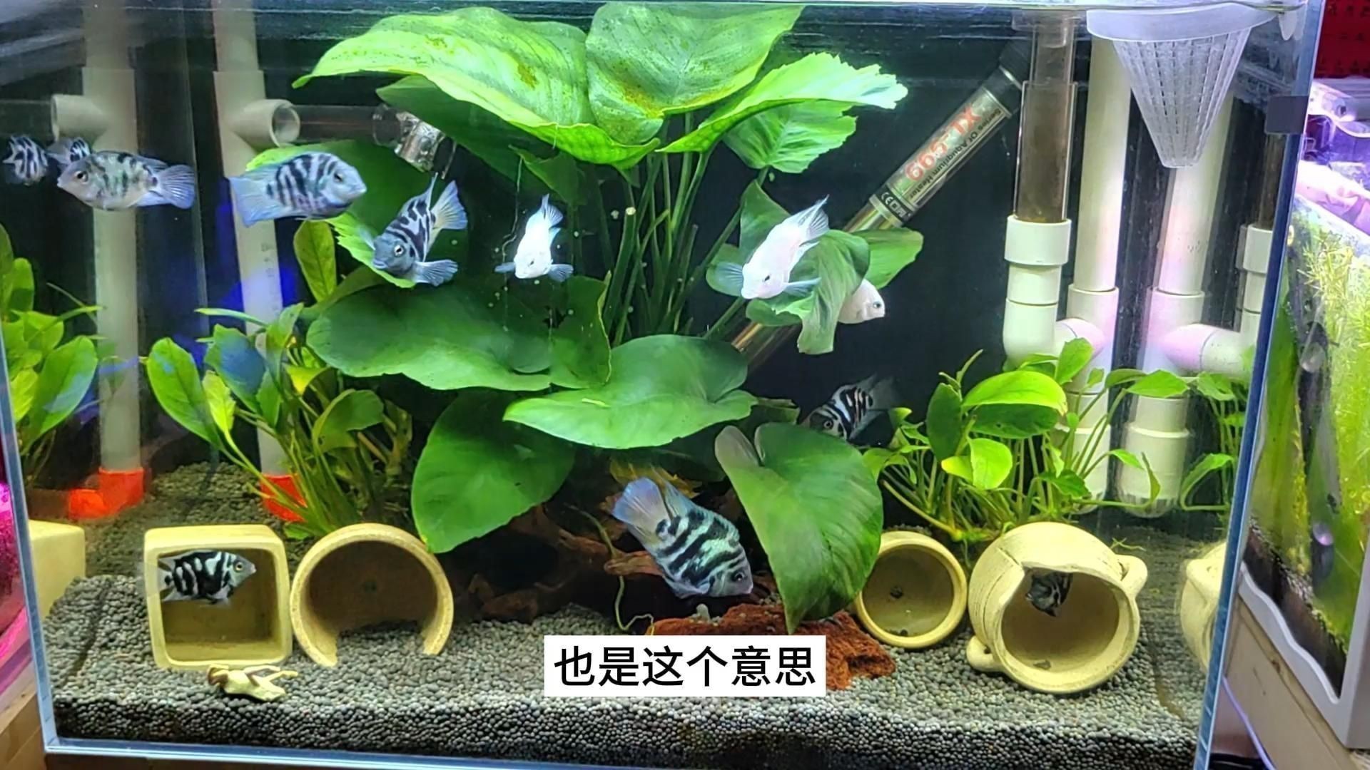 觀賞魚市場購買技巧