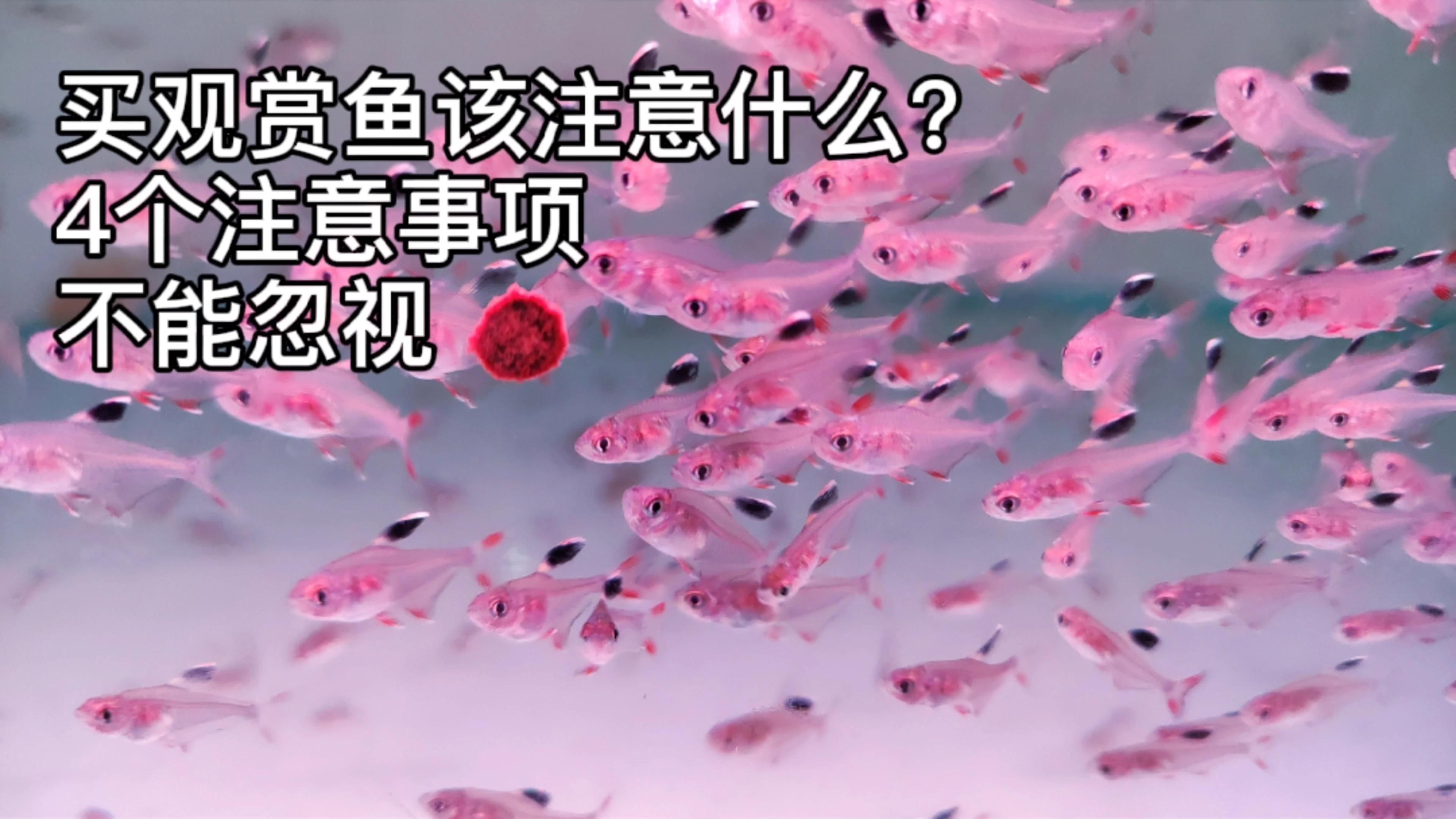 觀賞魚市場購買技巧