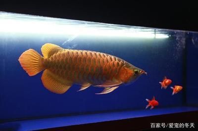 龍魚好養活嗎怎么養（養殖龍魚的方法）