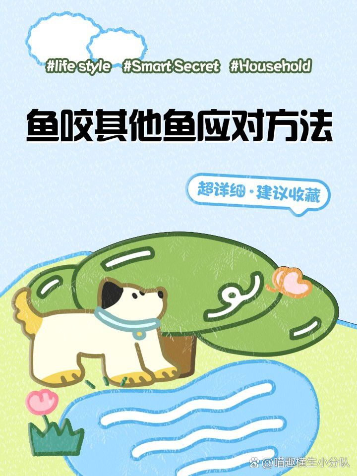 藍曼龍魚互相咬尾巴