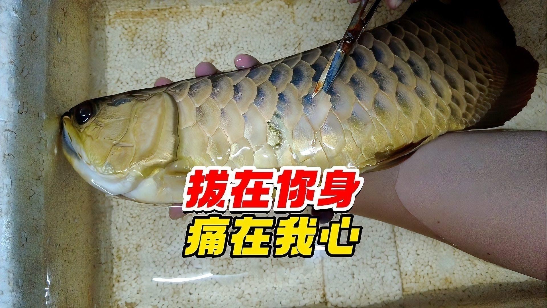 龍魚美容手術怎么做好