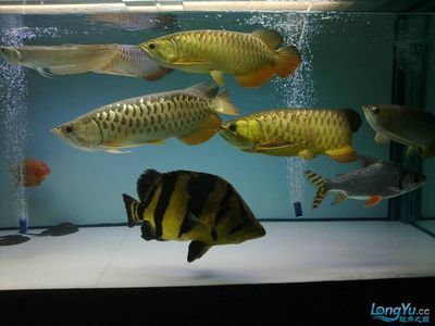 金龍魚混養最佳搭配，金龍魚混養最佳搭配是指將幾種不同種類的金龍魚混合在一起飼養