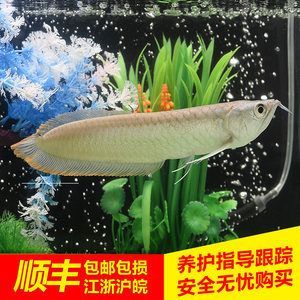 龍魚飼養方法和注意事項，：如何飼養寬身龍魚