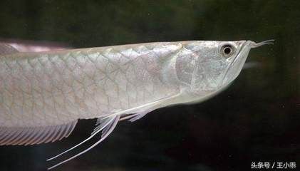 如何判斷銀龍魚缺氧癥狀：判斷銀龍魚是否缺氧