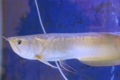 如何判斷銀龍魚缺氧癥狀：判斷銀龍魚是否缺氧