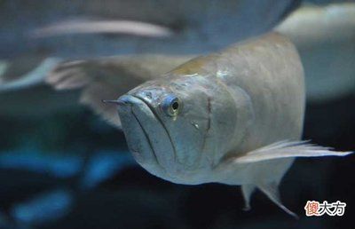 如何判斷銀龍魚缺氧癥狀：判斷銀龍魚是否缺氧