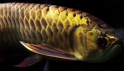 龍魚錨蟲（錨蟲是影響龍魚健康的一種常見寄生蟲）