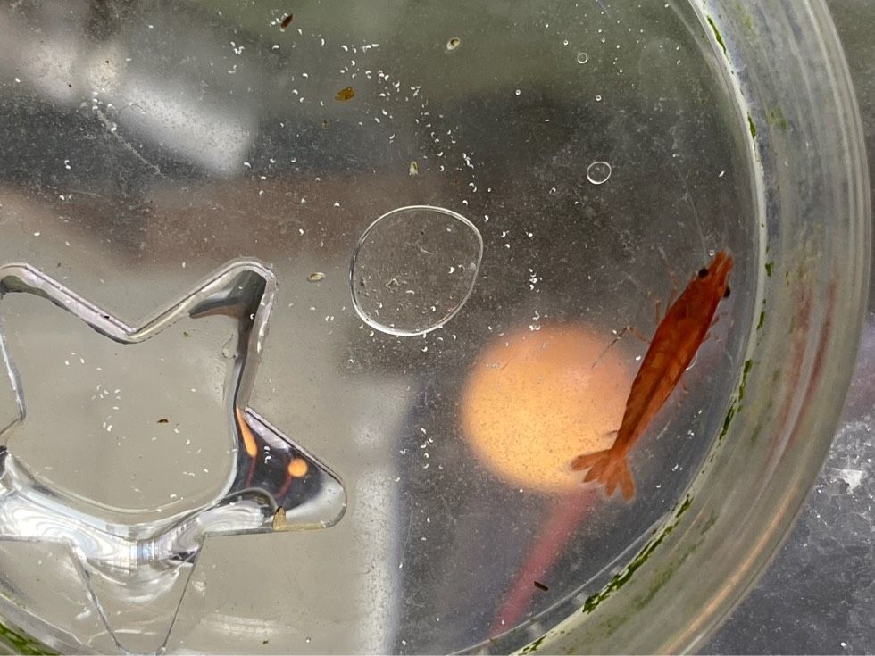 龍魚錨蟲（錨蟲是影響龍魚健康的一種常見寄生蟲）
