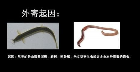 龍魚錨蟲（錨蟲是影響龍魚健康的一種常見寄生蟲）
