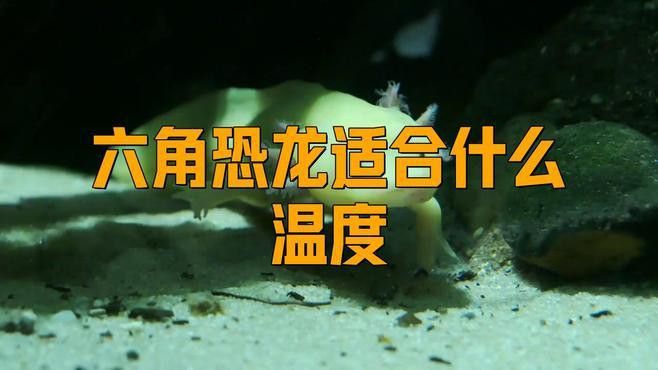 如何預防六角恐龍魚中暑？ 如何預防六角恐龍魚中暑？ 龍魚百科 第5張