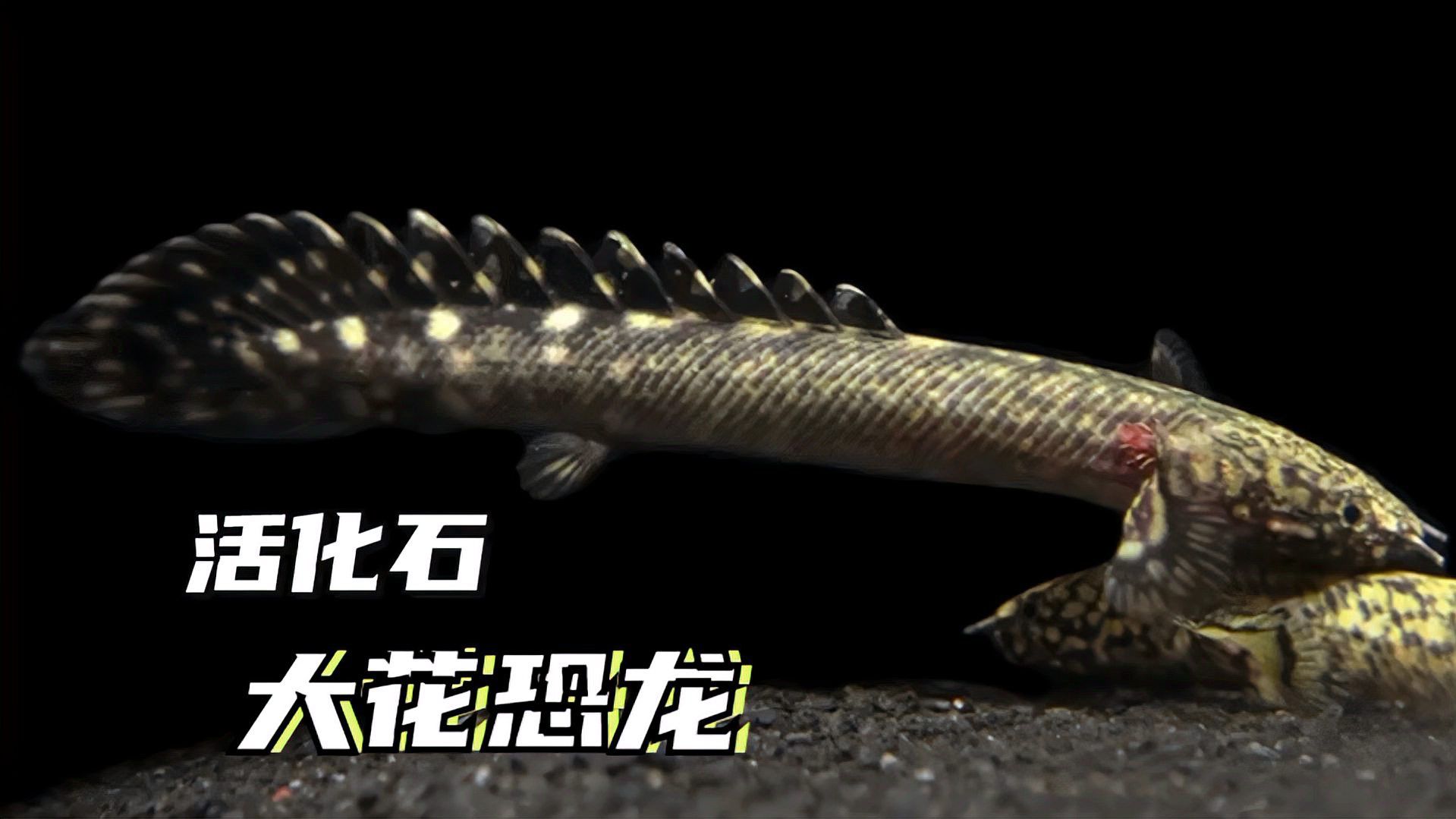 大花恐龍魚壽命