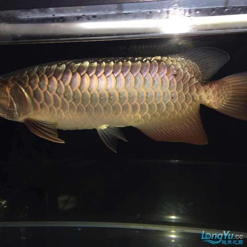 紫底過背金龍魚圖片