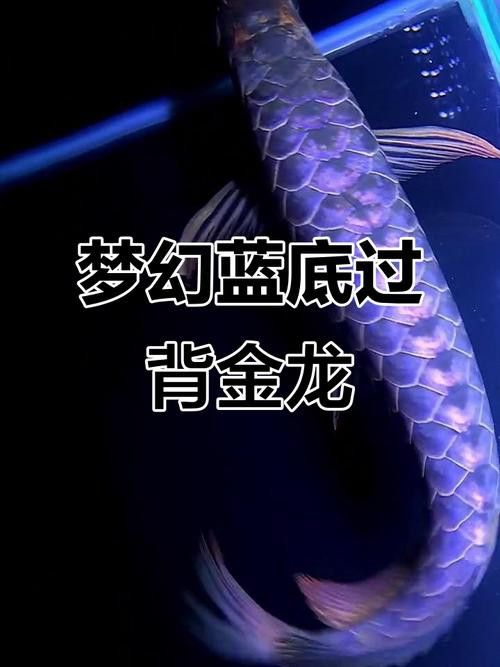 紫底過背金龍魚圖片