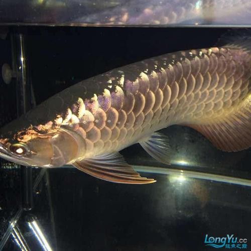 紫底過背金龍魚圖片