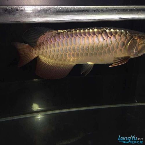 紫底過背金龍魚圖片