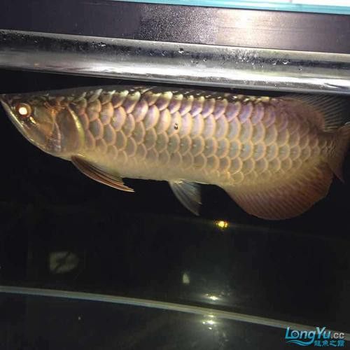 紫底過背金龍魚圖片