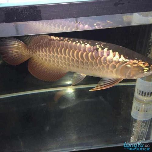 紫底過背金龍魚圖片