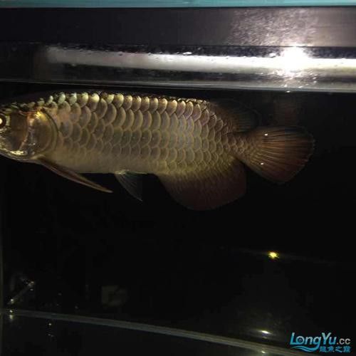 紫底過背金龍魚圖片