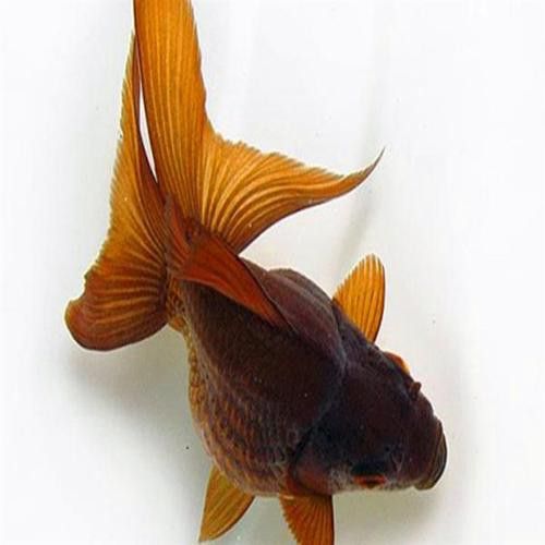 紫底過背金龍魚圖片