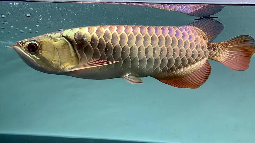 紫底過背金龍魚圖片