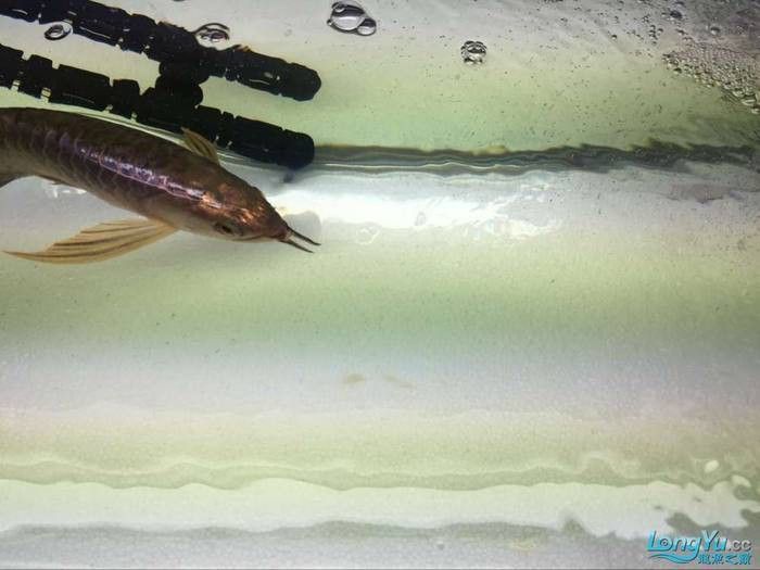 龍魚浮背能自愈嗎？