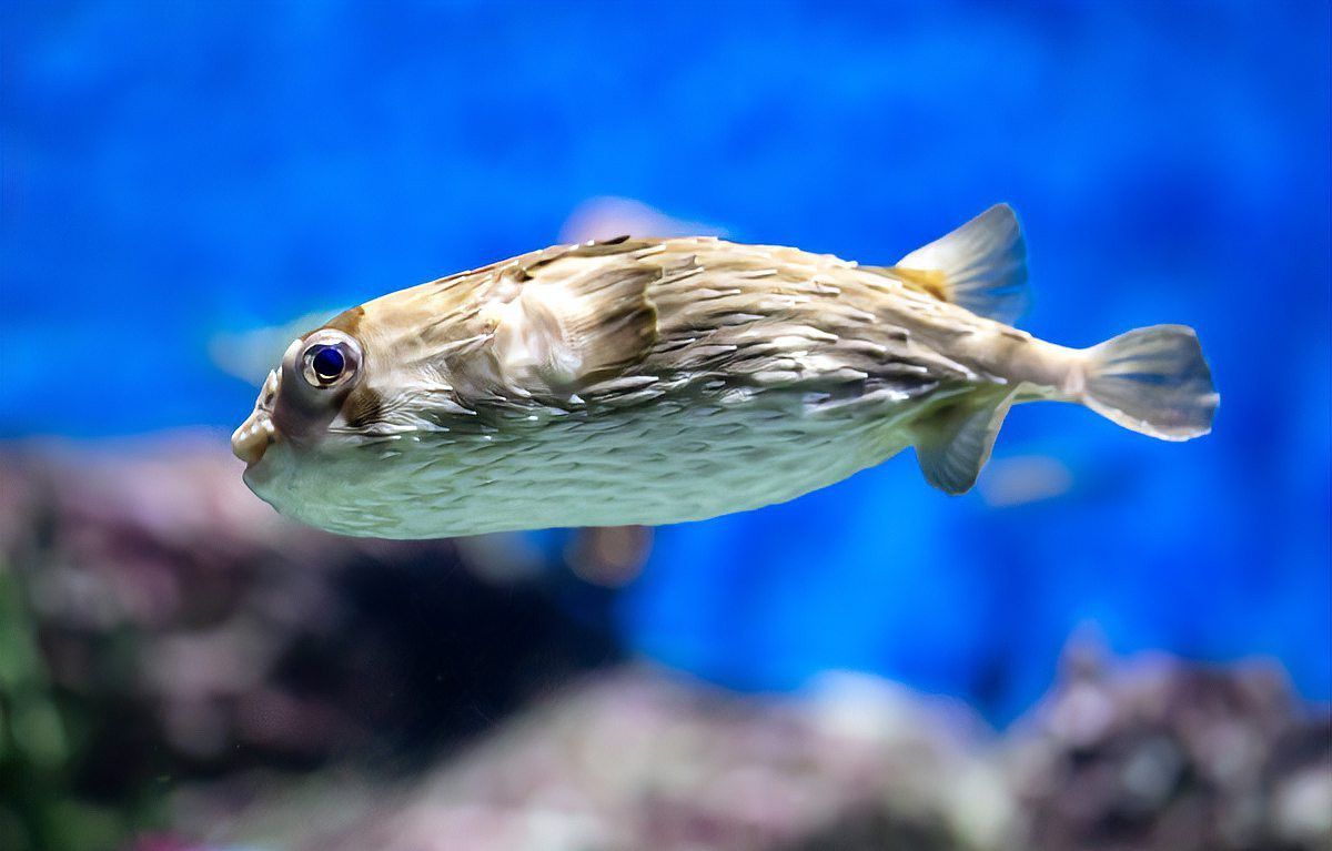 龍魚浮背能自愈嗎？