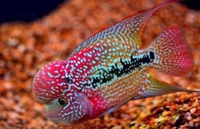羅漢魚飼料成分對比，羅漢魚飼料成分對魚類生長的影響