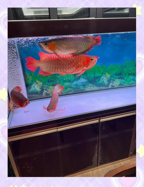 衡水龍魚水族館在哪兒呀 衡水龍魚水族館在哪兒呀 龍魚百科 第4張