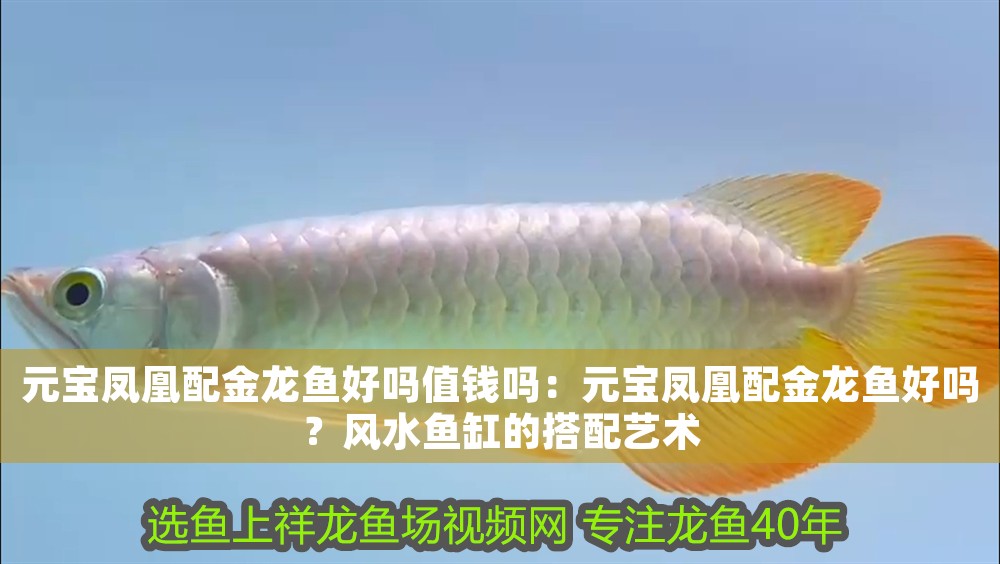元寶鳳凰配金龍魚好嗎值錢嗎：元寶鳳凰配金龍魚好嗎？風水魚缸的搭配藝術(shù)