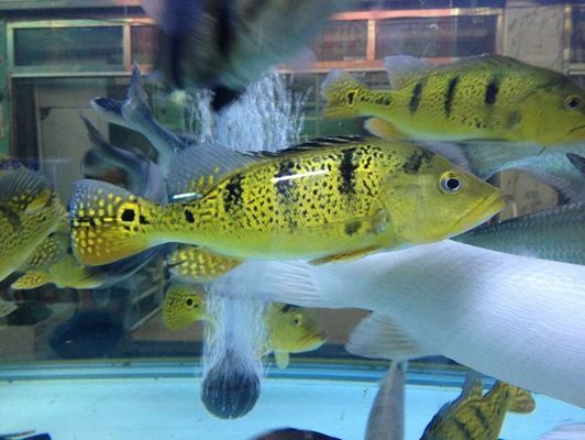 龍魚和虎魚混養有什么講究嗎：龍魚和虎魚混養需要注意什么？