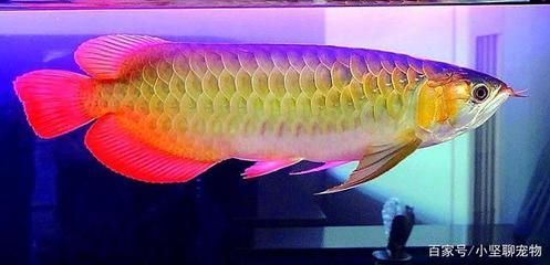 金龍魚飼養方法(金龍魚的飼養方法) 龍魚百科 第2張 金龍魚飼養方法(金龍魚的飼養方法) 金龍魚飼養方法(金龍魚的飼養方法) 龍魚百科 第2張
