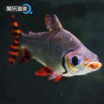 龍魚缸里配幾條飛鳳好（將龍魚與飛鳳魚混養(yǎng)時，有幾個關(guān)鍵因素需要考慮，需要考慮）