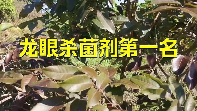 龍魚魚缸背景是黑色還是白色好：龍魚魚缸的顏色選擇